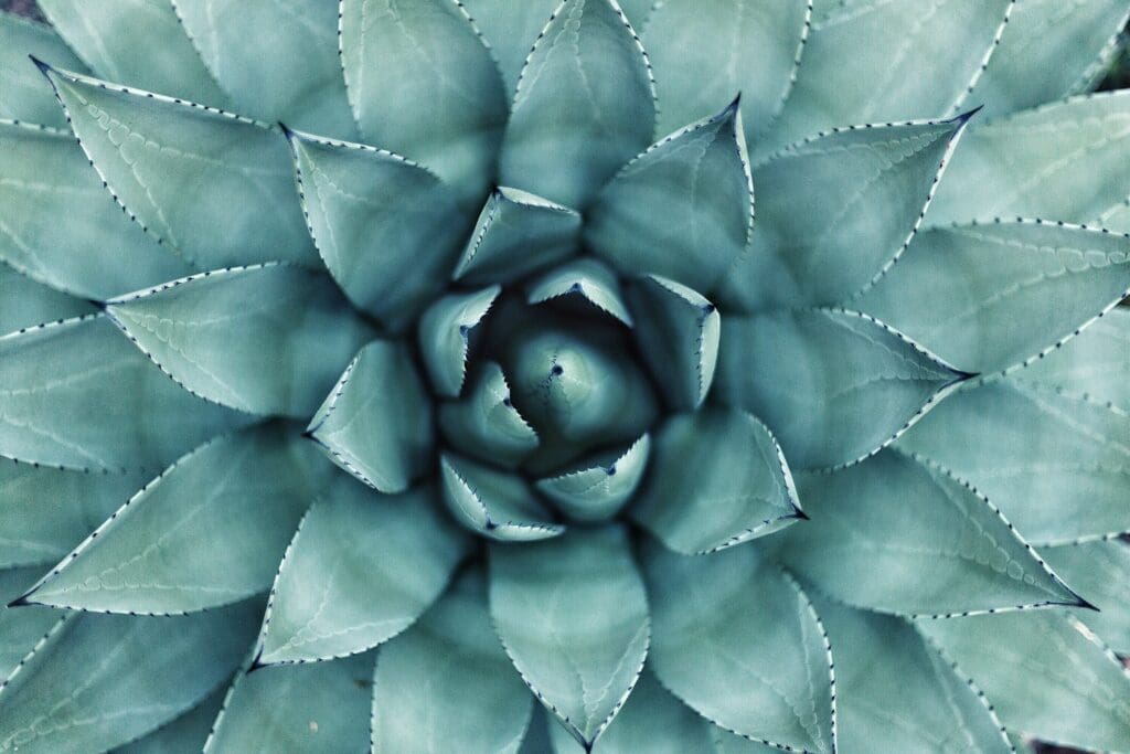 A close up of the center of an agave plant.