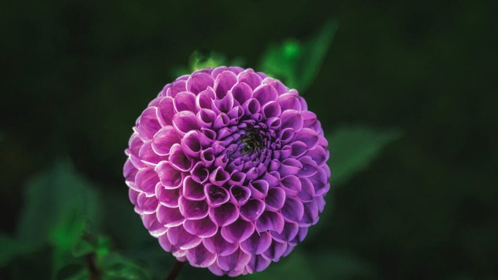 A purple flower with green leaves in the background.